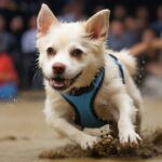 Scramble Dog Sport